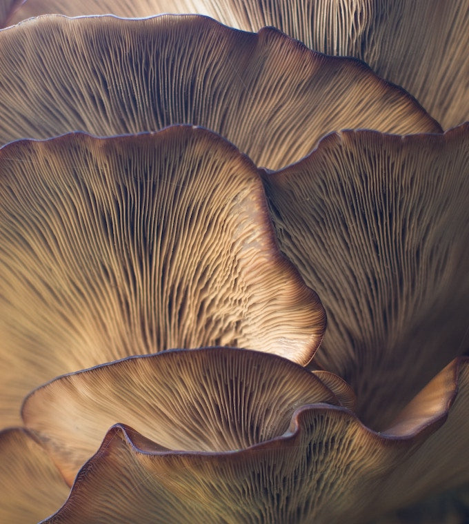 Marvels of mushrooms: unveiling 10 health benefits of nature's fungi